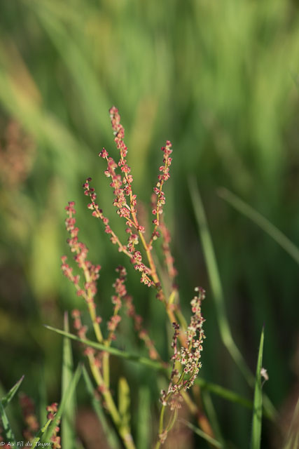 Photographie Plante