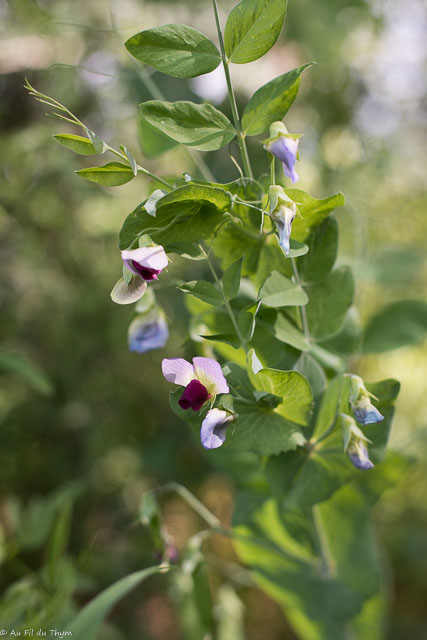 Photographie Plante