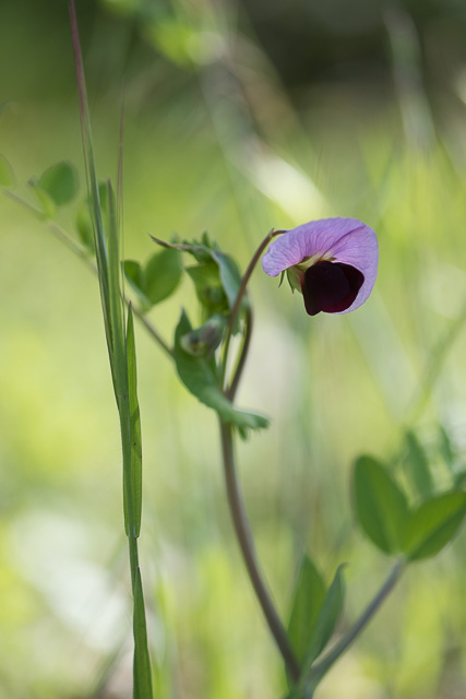 Photographie Plante
