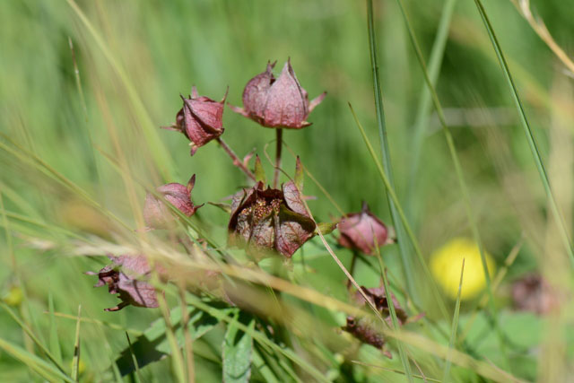 Photographie Plante