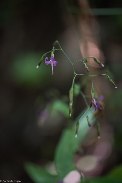 Photographie Plante