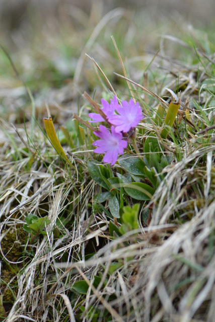 Photographie Plante