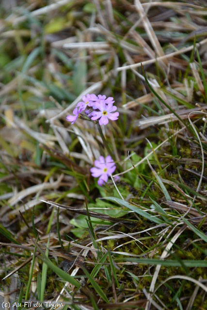 Photographie Plante