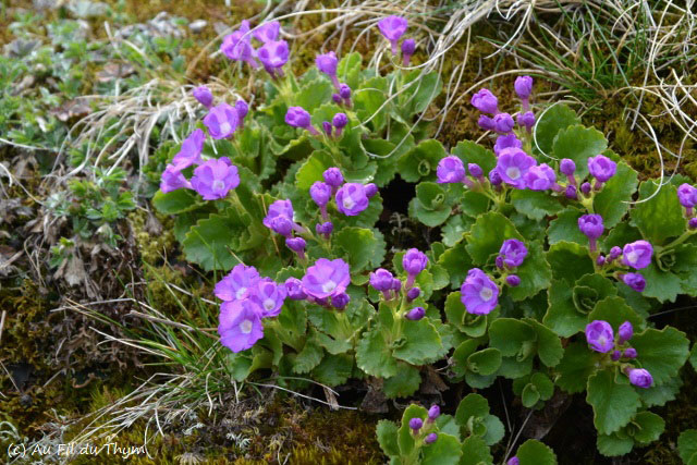 Photographie Plante