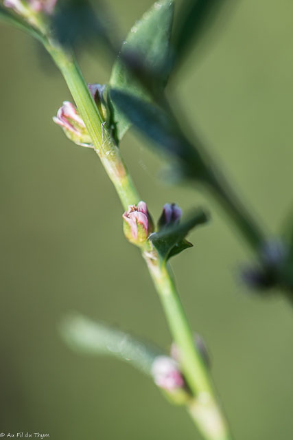 Photographie Plante
