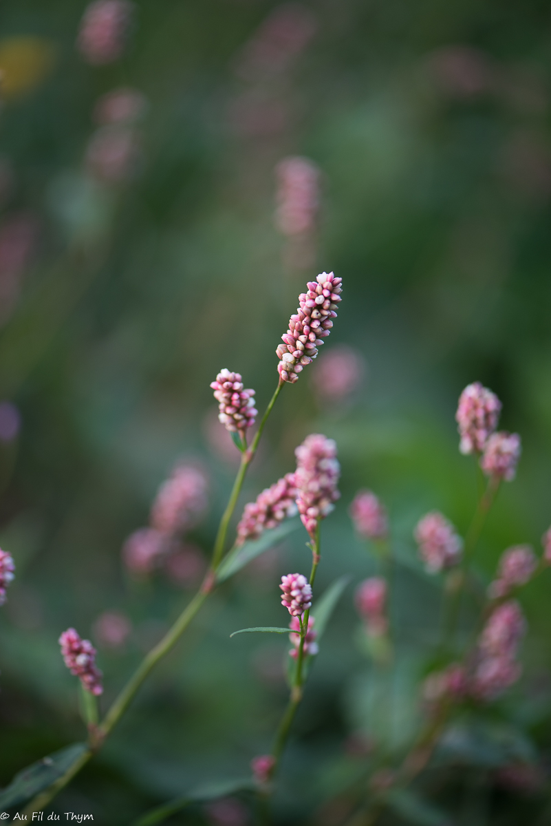 Photographie Plante