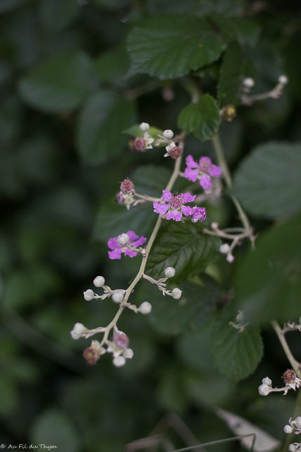 Photographie Plante
