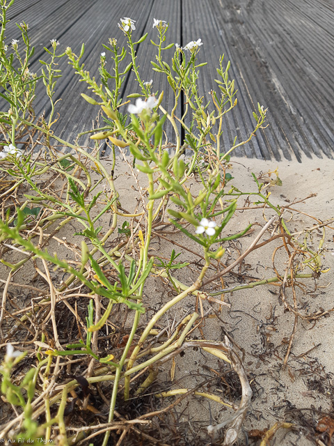Photographie Plante