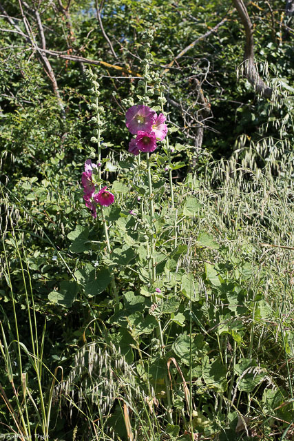 Photographie Plante