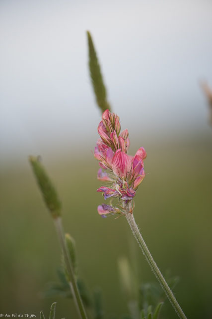 Photographie Plante