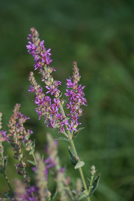 Photographie Plante