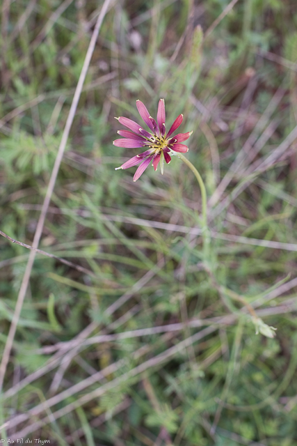 Photographie Plante