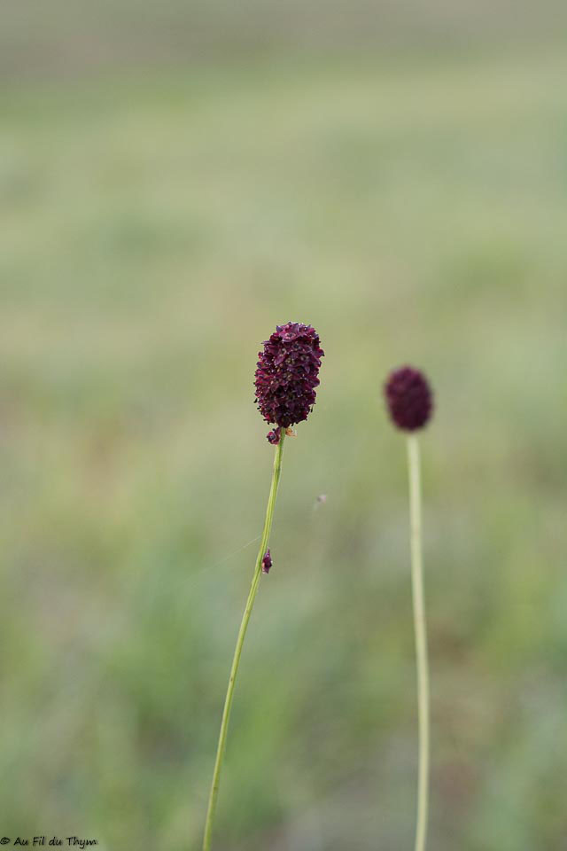 Photographie Plante