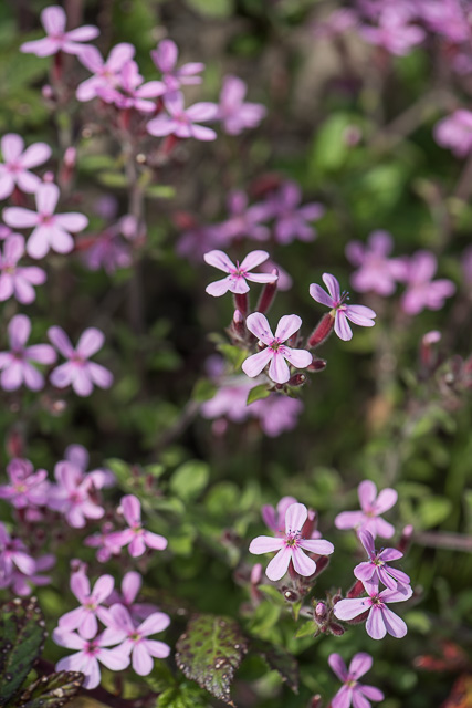 Photographie Plante