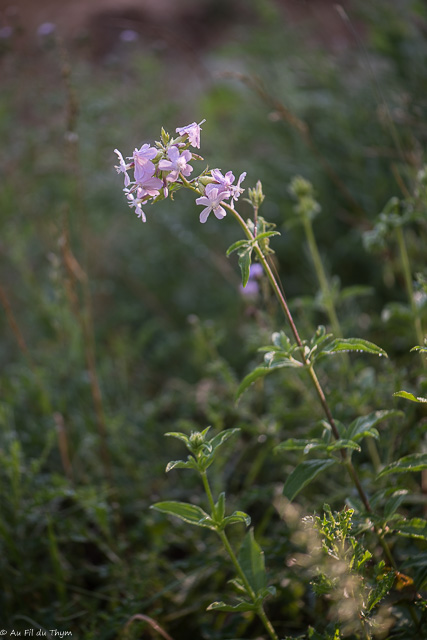 Photographie Plante