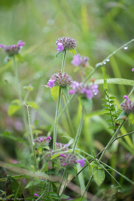 Photographie Plante