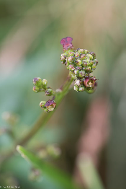Photographie Plante