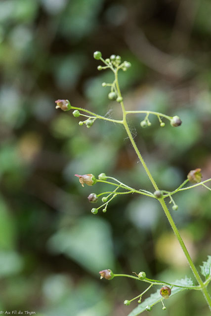 Photographie Plante