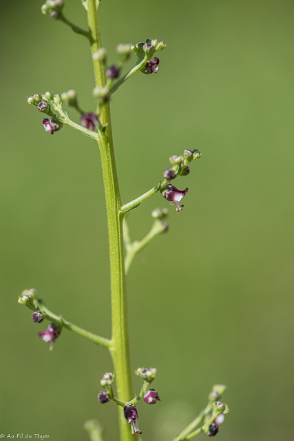 Photographie Plante