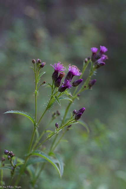 Photographie Plante