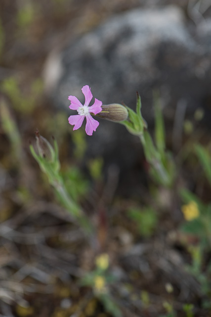 Photographie Plante
