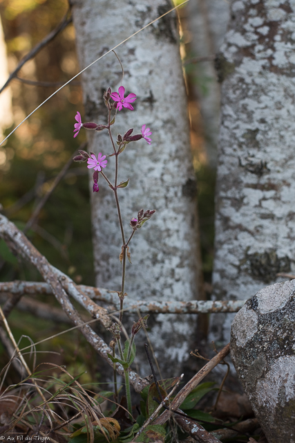 Photographie Plante