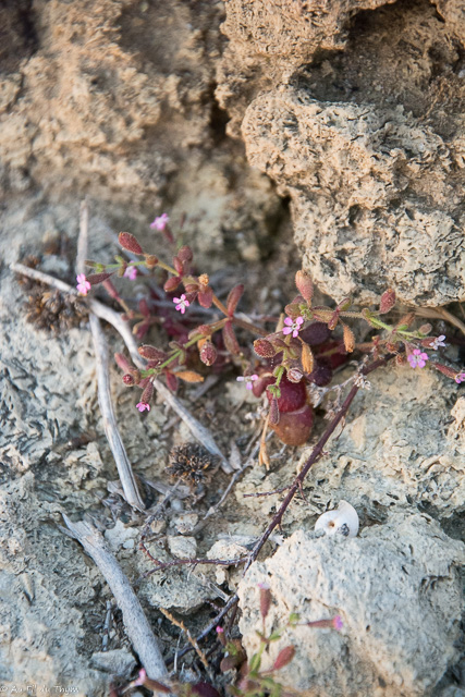 Photographie Plante