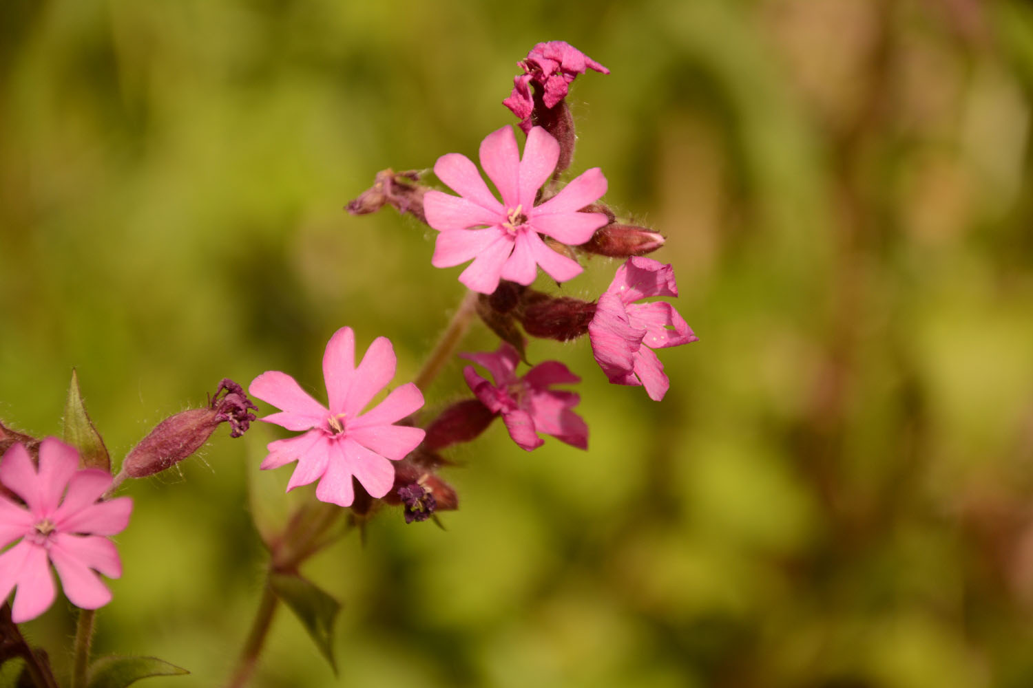 Photographie Plante