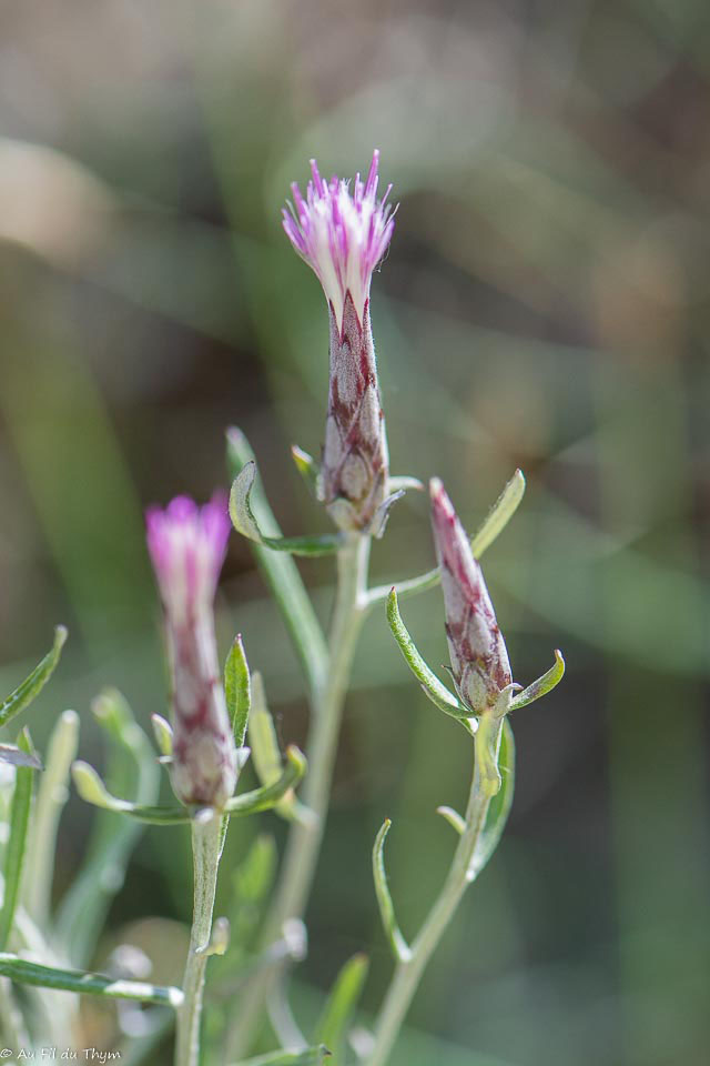Photographie Plante