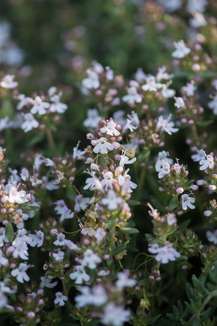 Photographie Plante