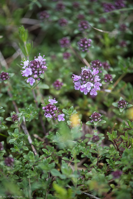 Photographie Plante