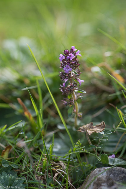 Photographie Plante