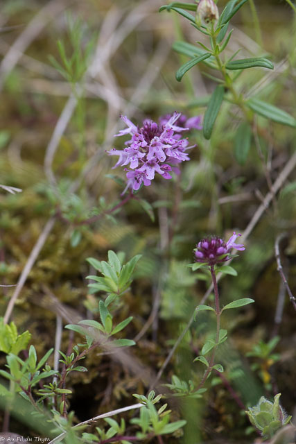 Photographie Plante