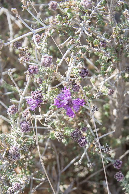 Photographie Plante