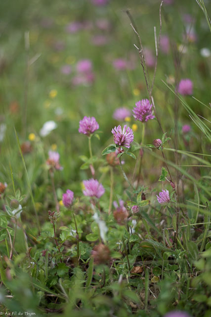Photographie Plante