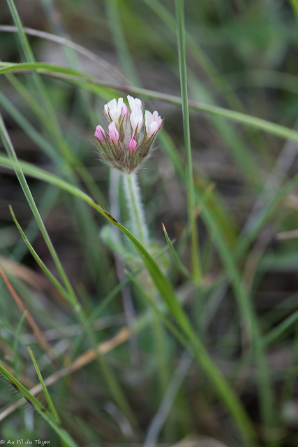 Photographie Plante