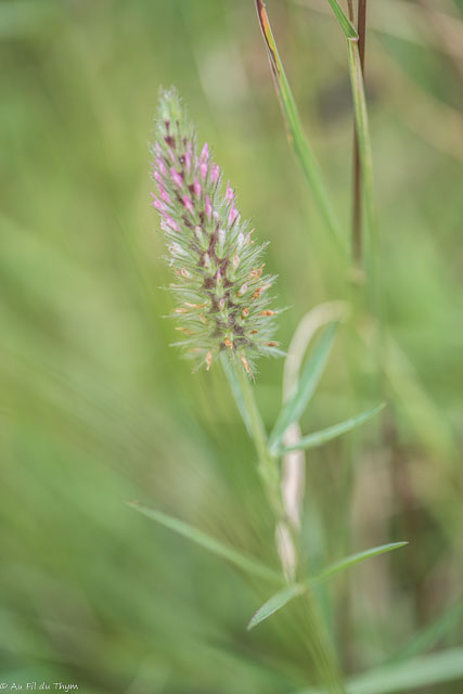 Photographie Plante