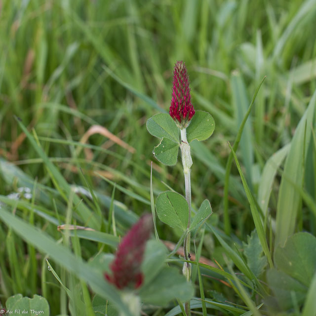 Photographie Plante