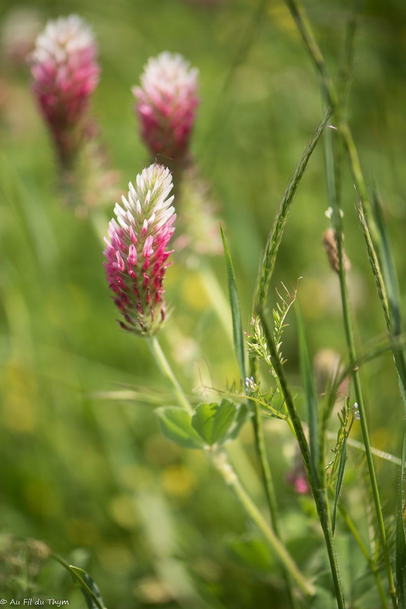Photographie Plante