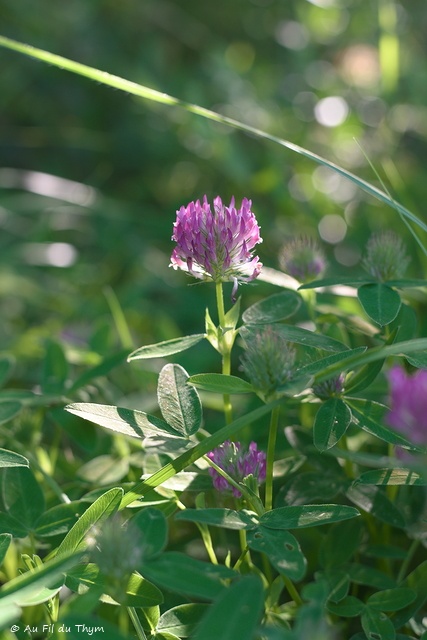 Photographie Plante