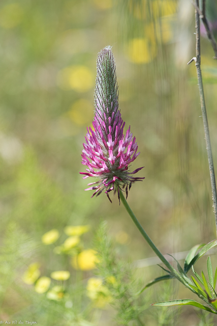 Photographie Plante