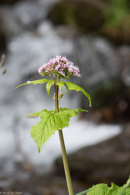 Photographie Plante