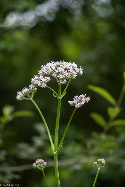 Photographie Plante