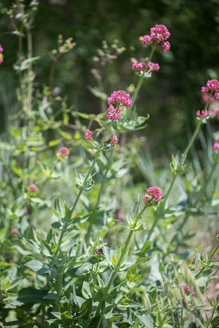 Photographie Plante
