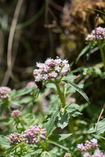Photographie Plante