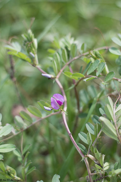 Photographie Plante