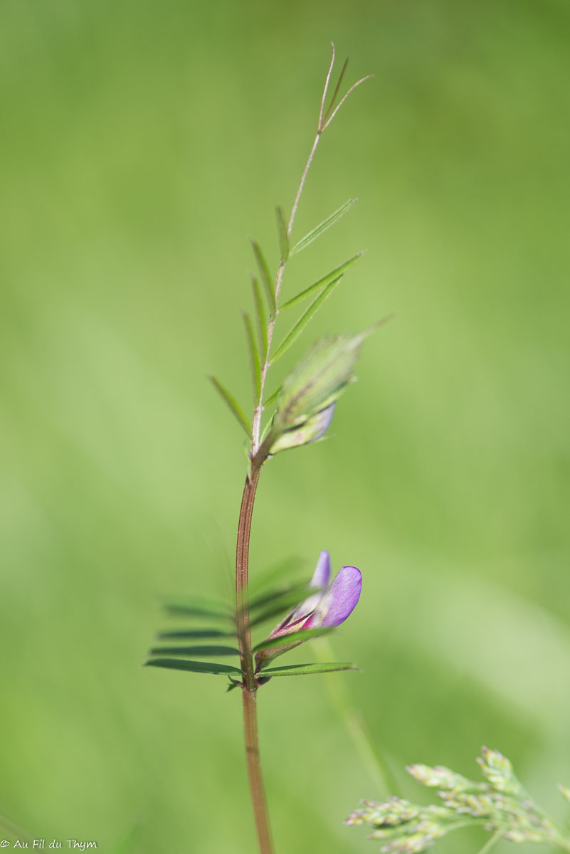 Photographie Plante