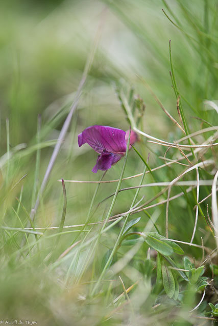 Photographie Plante
