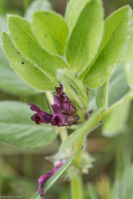 Photographie Plante