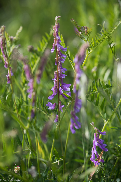 Photographie Plante